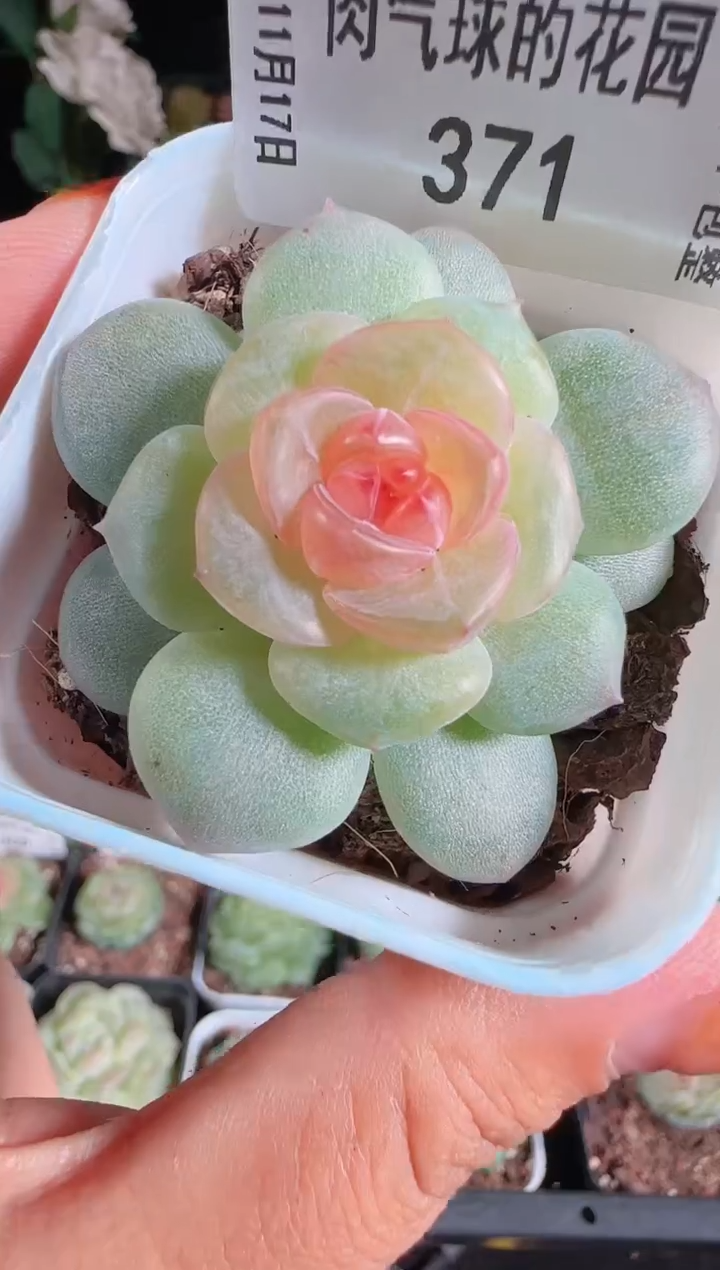 1117-371bl53麦秆群生不包整