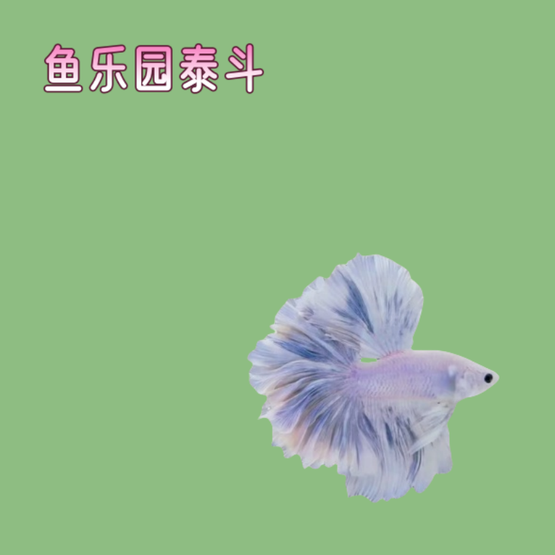 鱼乐园 A16(361-384)泰国斗鱼半月狮王小型热带鱼观赏活体发货