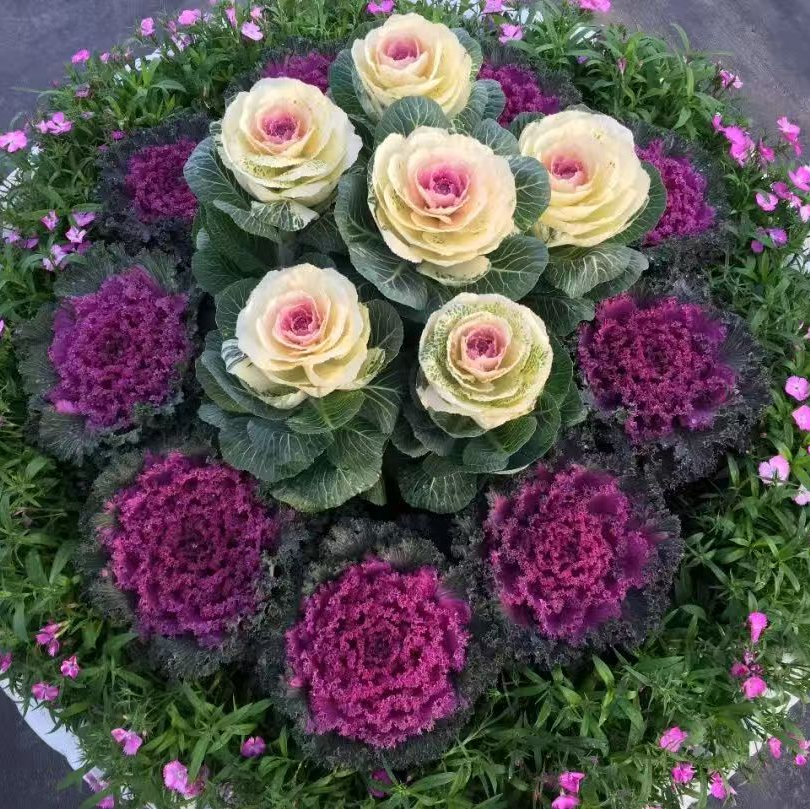 （拍一发六）组合 冬日玫瑰羽衣甘蓝