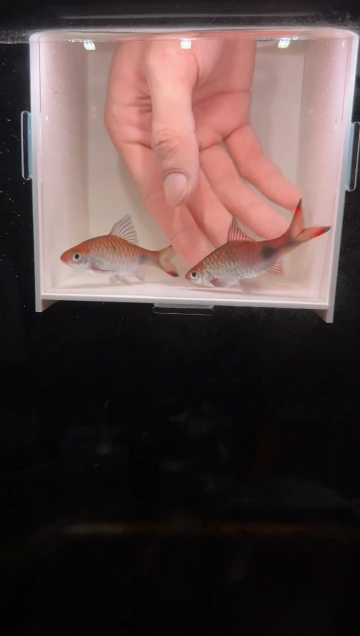 工具鱼梦幻黑影道人22