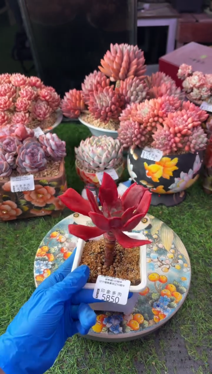 昆明印象多肉5850