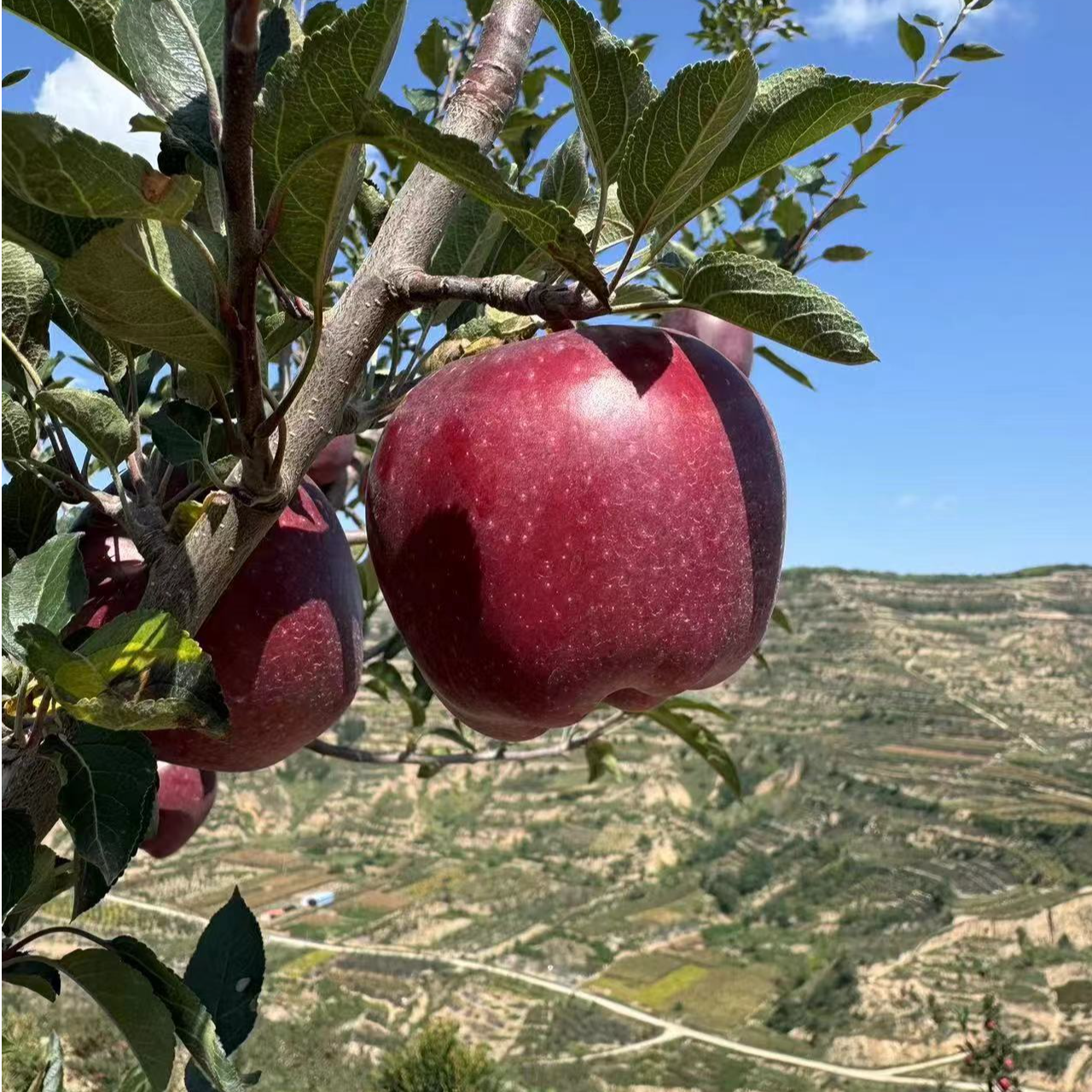 【丑小鸭专属】甘肃高山花牛苹果