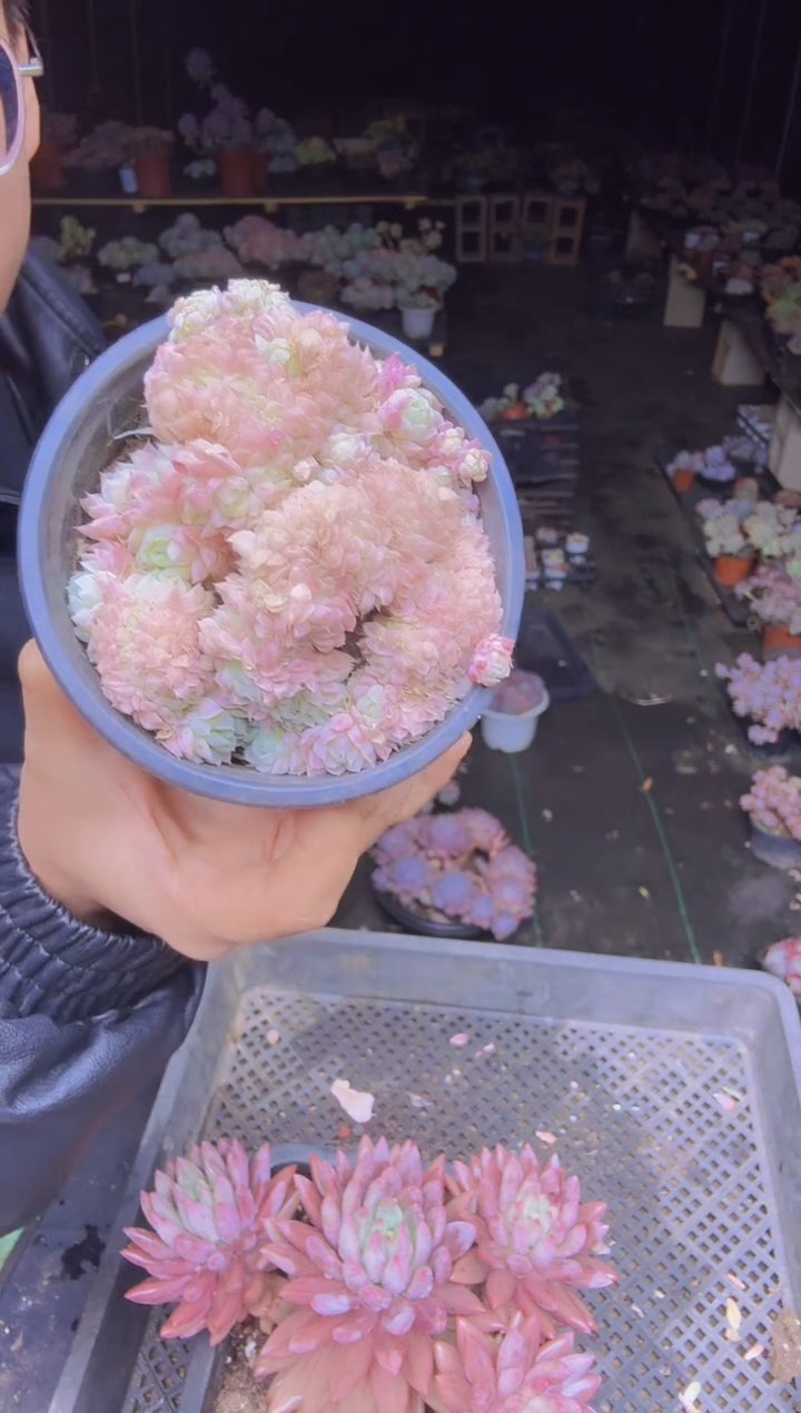 ?***宝017羊脂球缀化一物一拍