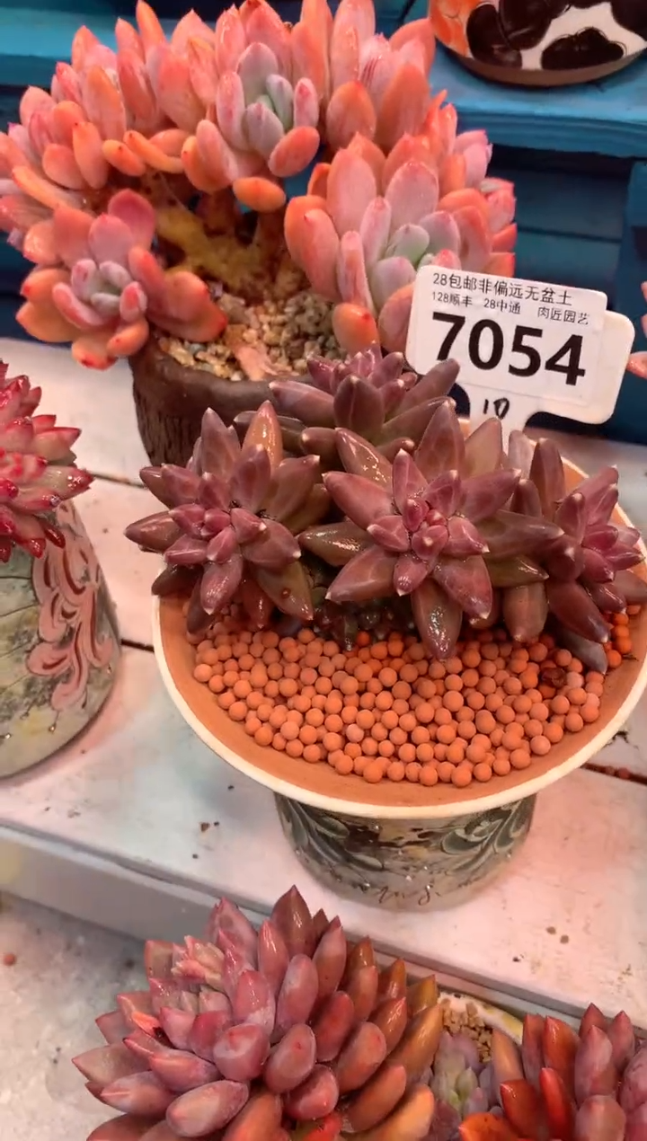 凤羽7054（一物一拍，精品多肉，w所见即所得 