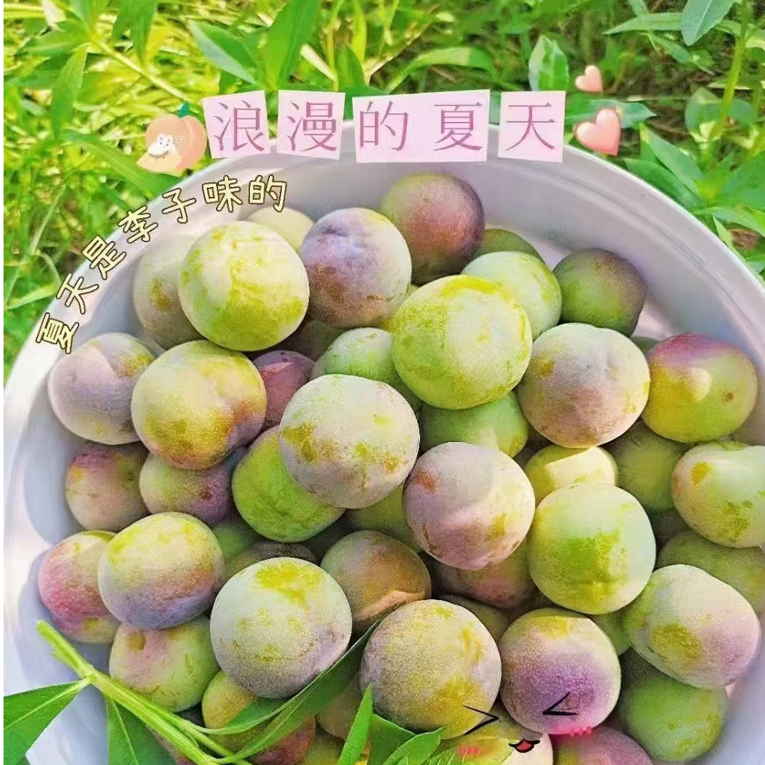 精选高山半边红青脆李 脆红李现摘五月脆李低卡水果脱骨李