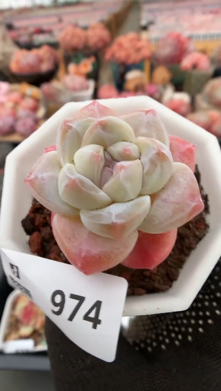 【闪购商品】974冰玉一物一拍