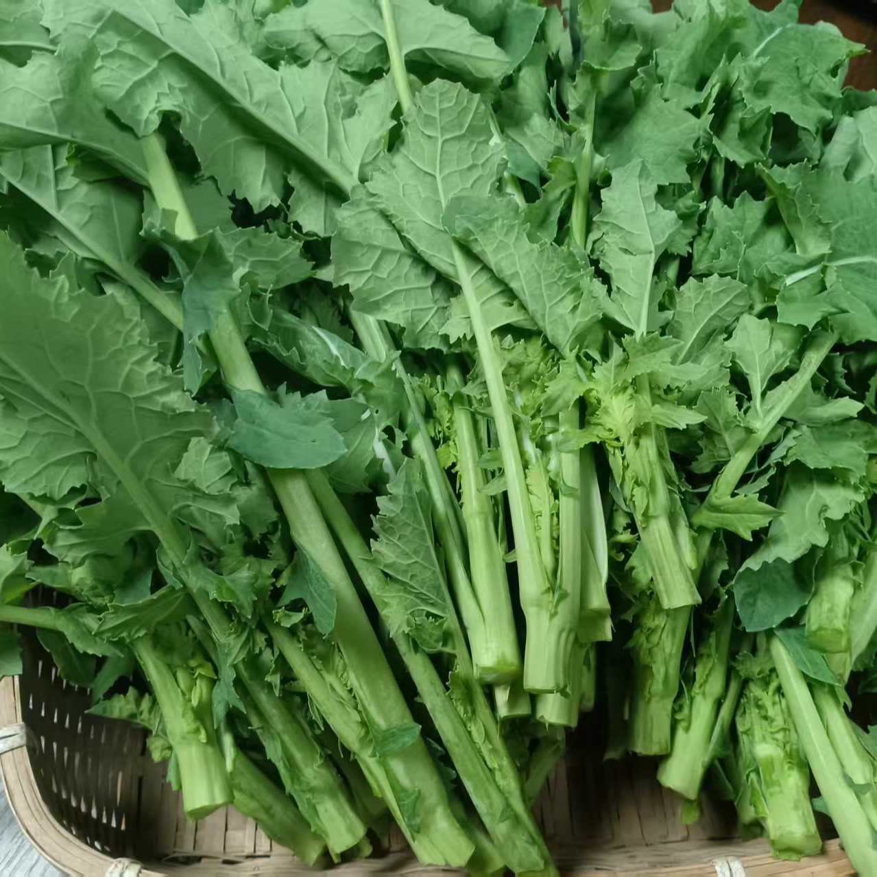 农家本地【油菜苔】现摘现发