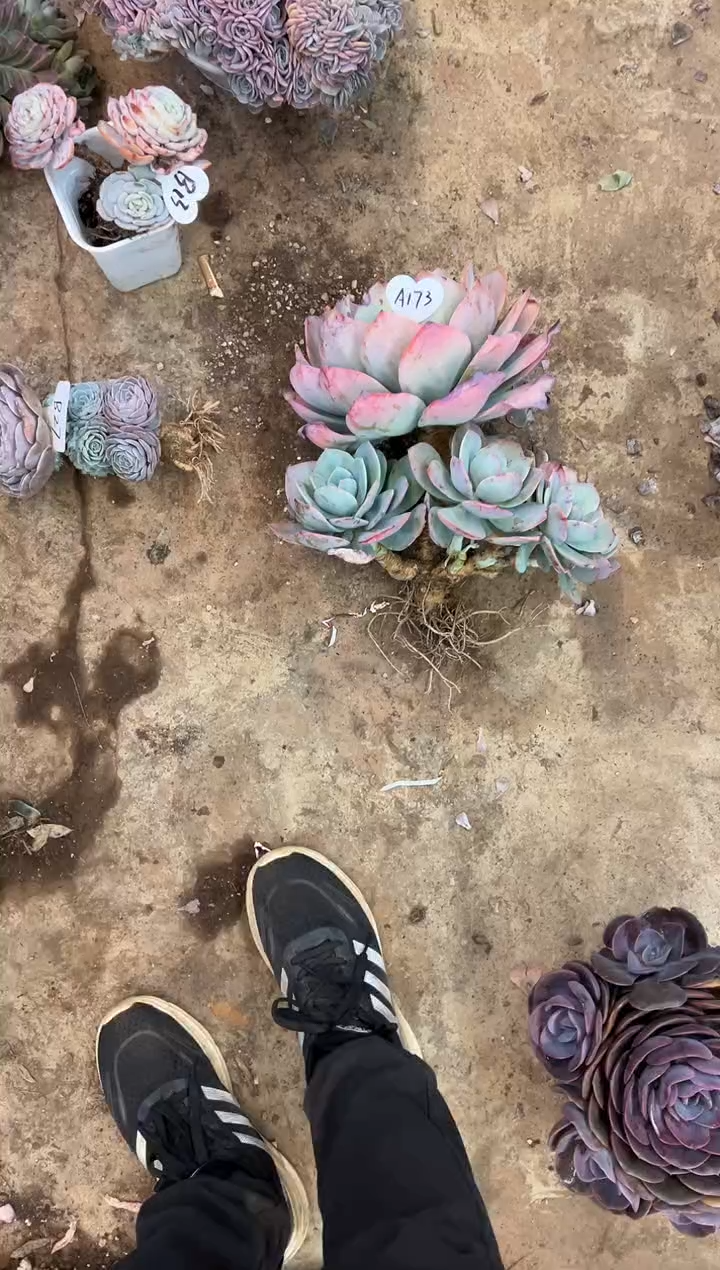 择         A173号￥30