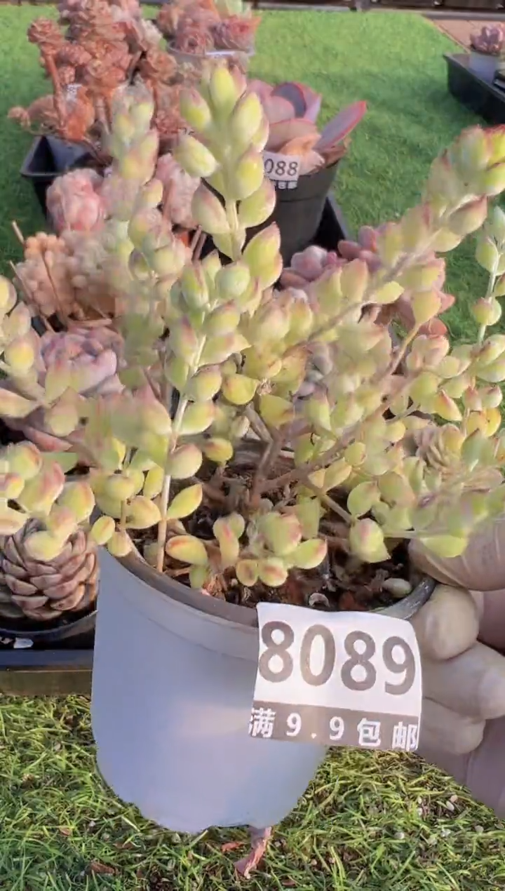 【闪购商品】信福多肉一物一拍