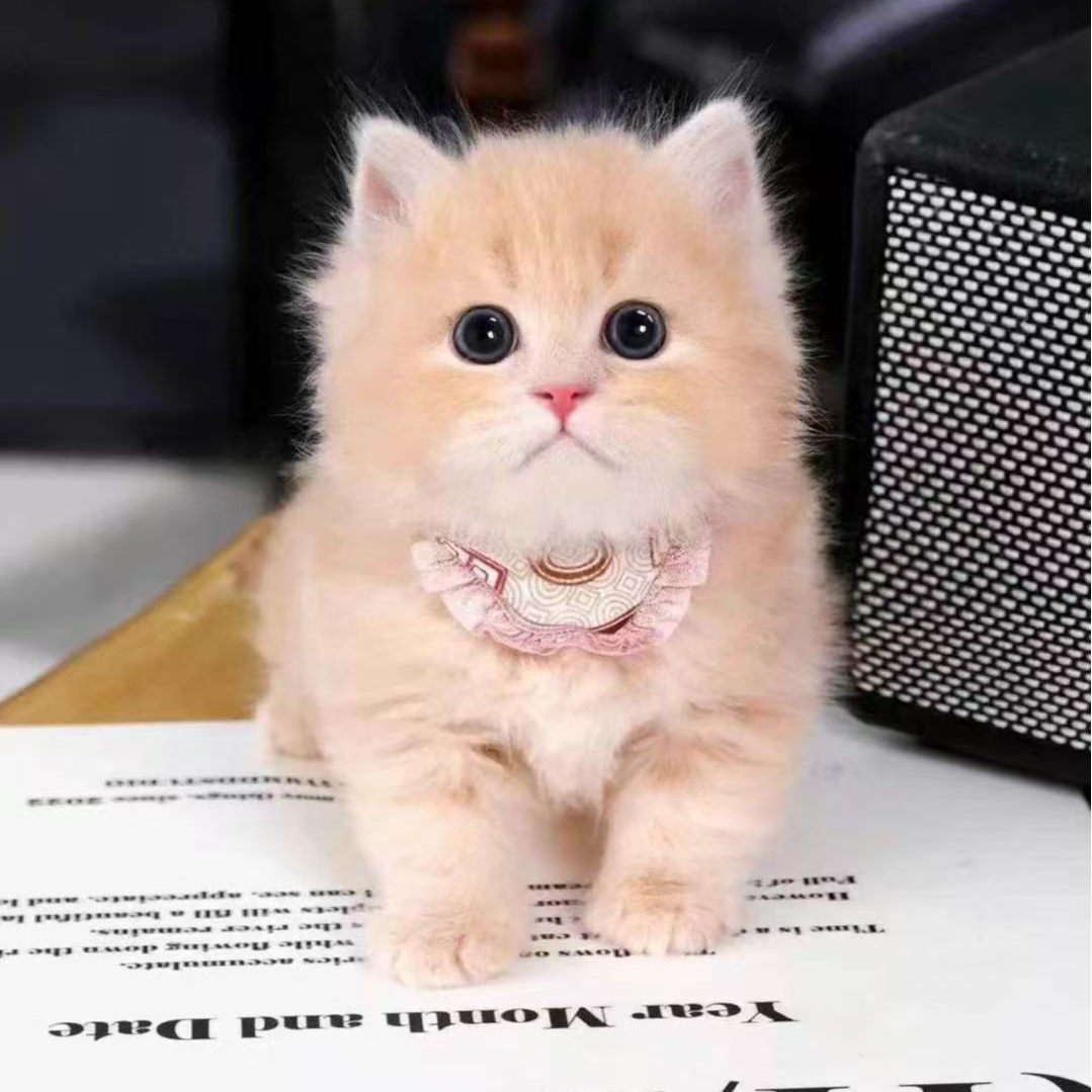 【金媛宠业】全品种猫猫性格好纯种猫猫小宠物萌宠