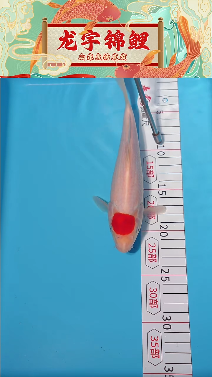 锦鲤112801丹顶锦鲤