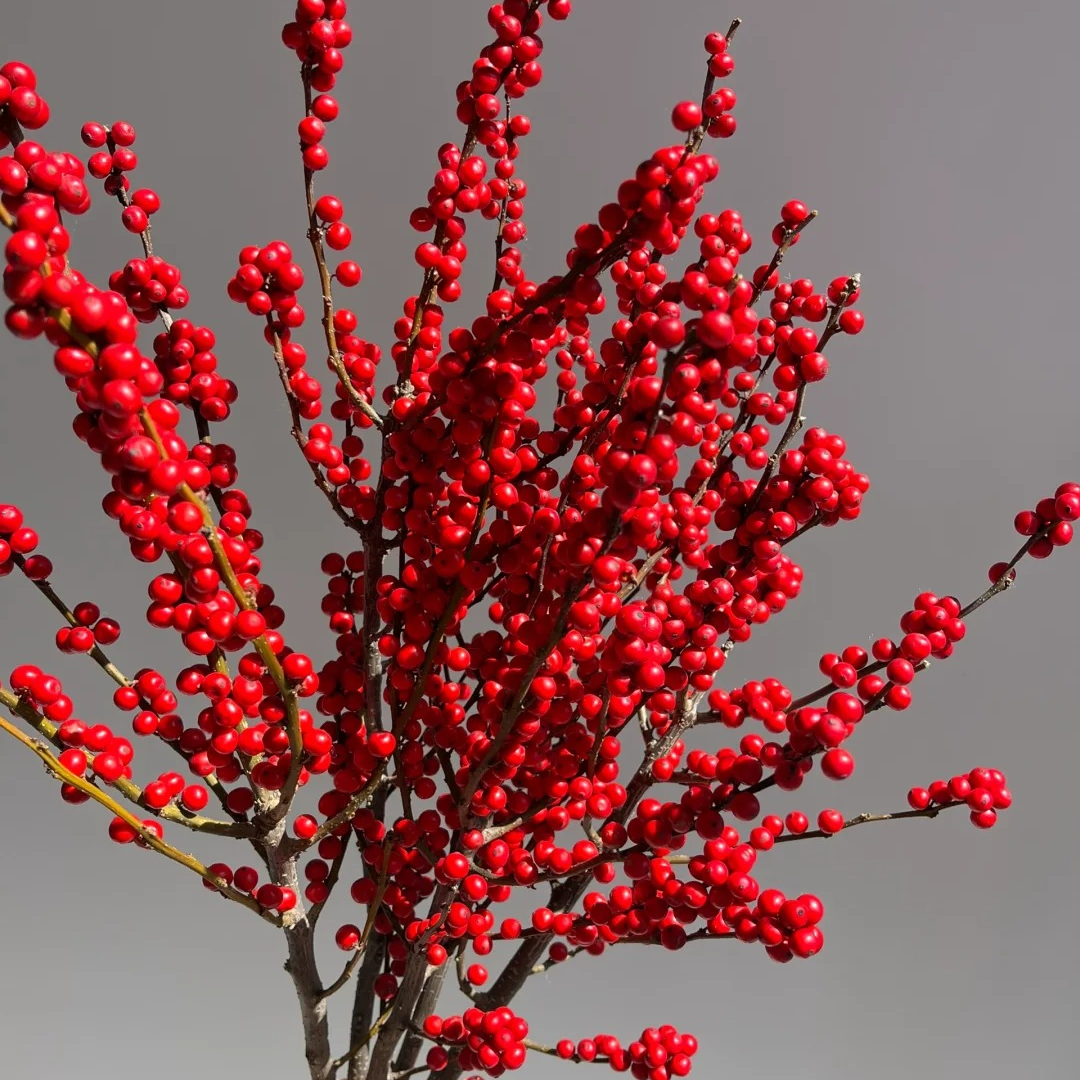 【阿毛专属】冬青红色-天物冬青状元红-年宵花材室内养护水培鲜切花