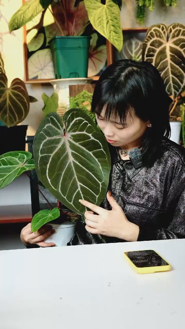 完全开放979  k红