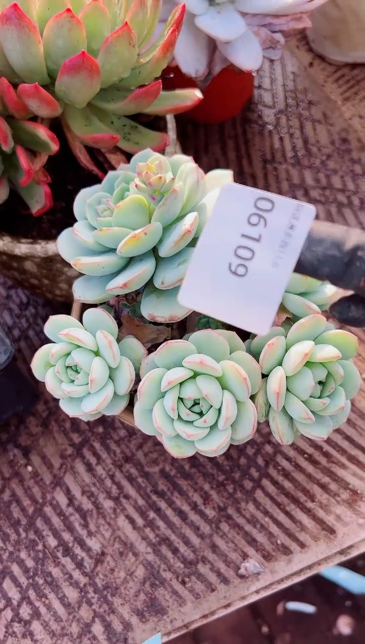 今****?多肉植物一物一拍06109
