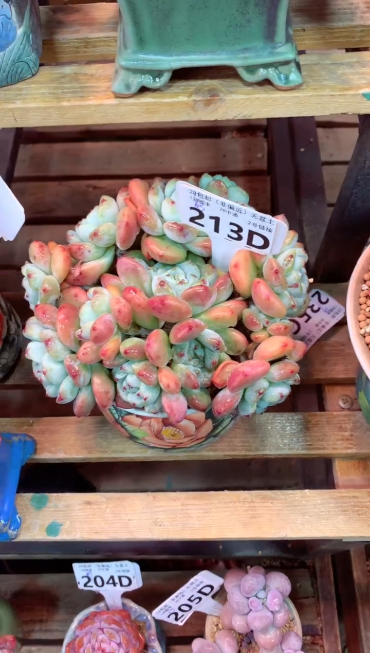 213D（一物一拍，精品多肉，w所见即所得 ）