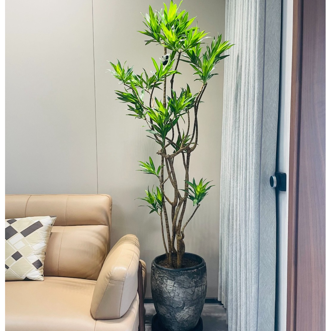 百合竹老桩造型客厅大型绿植落轻奢简约风一物一龙血树