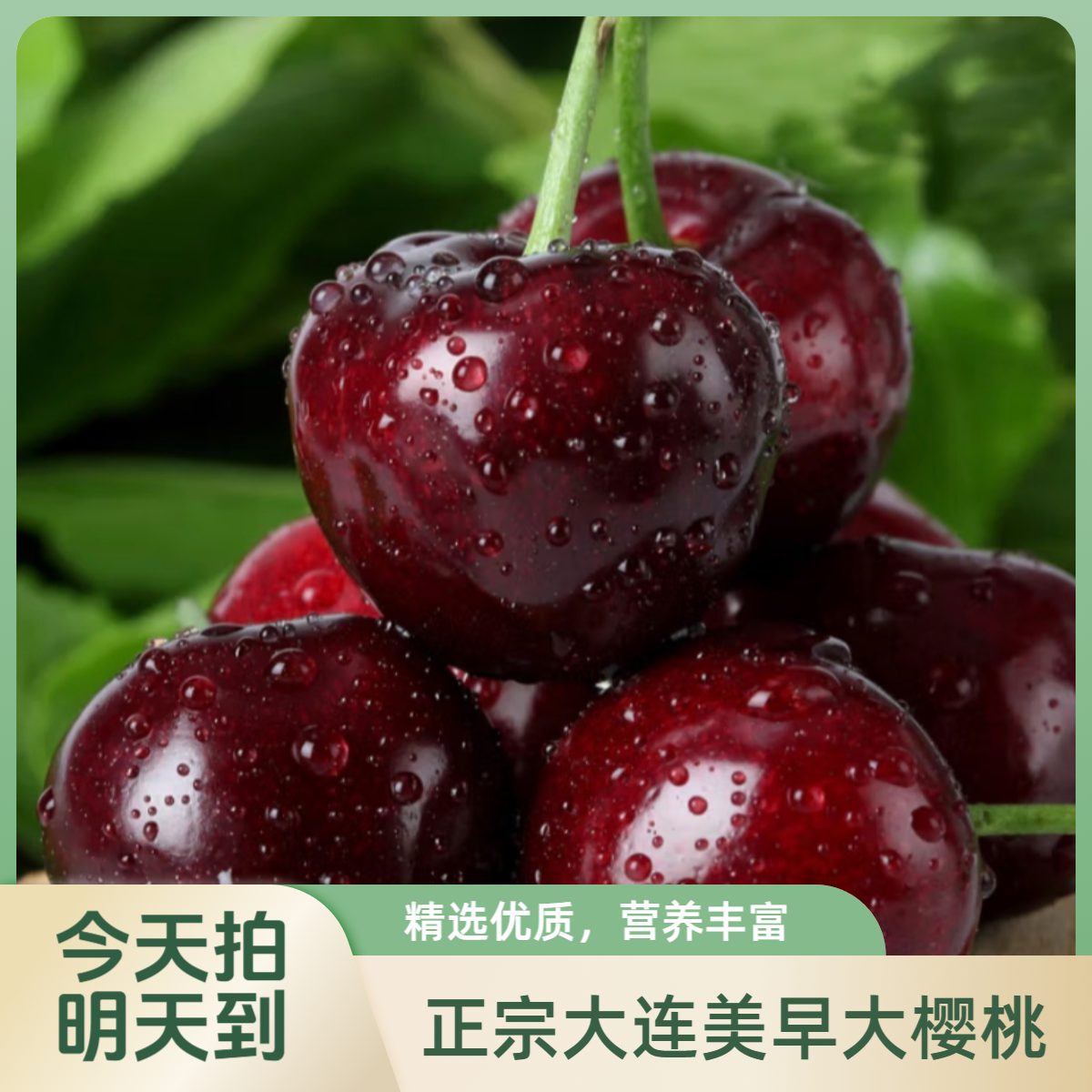 【次日达】正宗大连美早大樱桃4J-8J【3斤礼盒装】脆甜爆汁应季水果【净果重1.8斤】孕妈生鲜宝宝辅食❤美早辽宁省