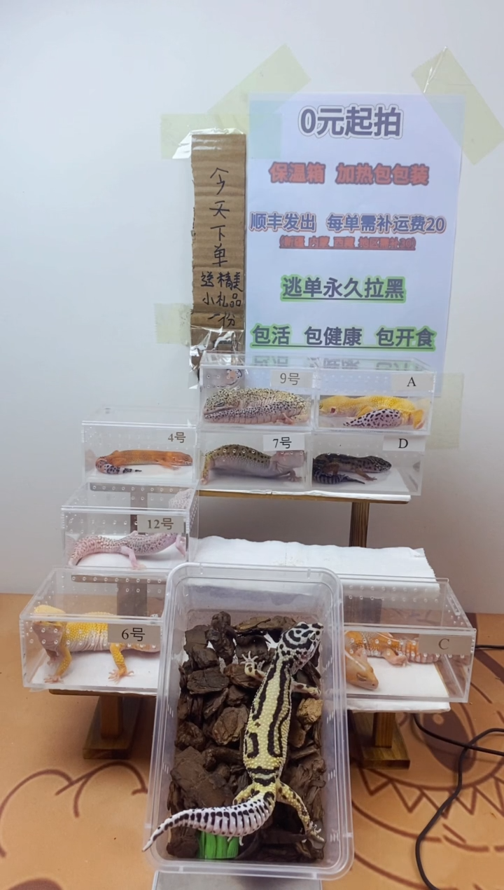 豹纹守宫豹纹守宫幼苗亚成体成体肥尾