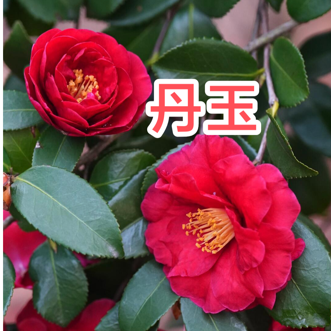 一物一拍茶梅花熟桩原土发货确保成活好养易活四季绿耐寒耐热