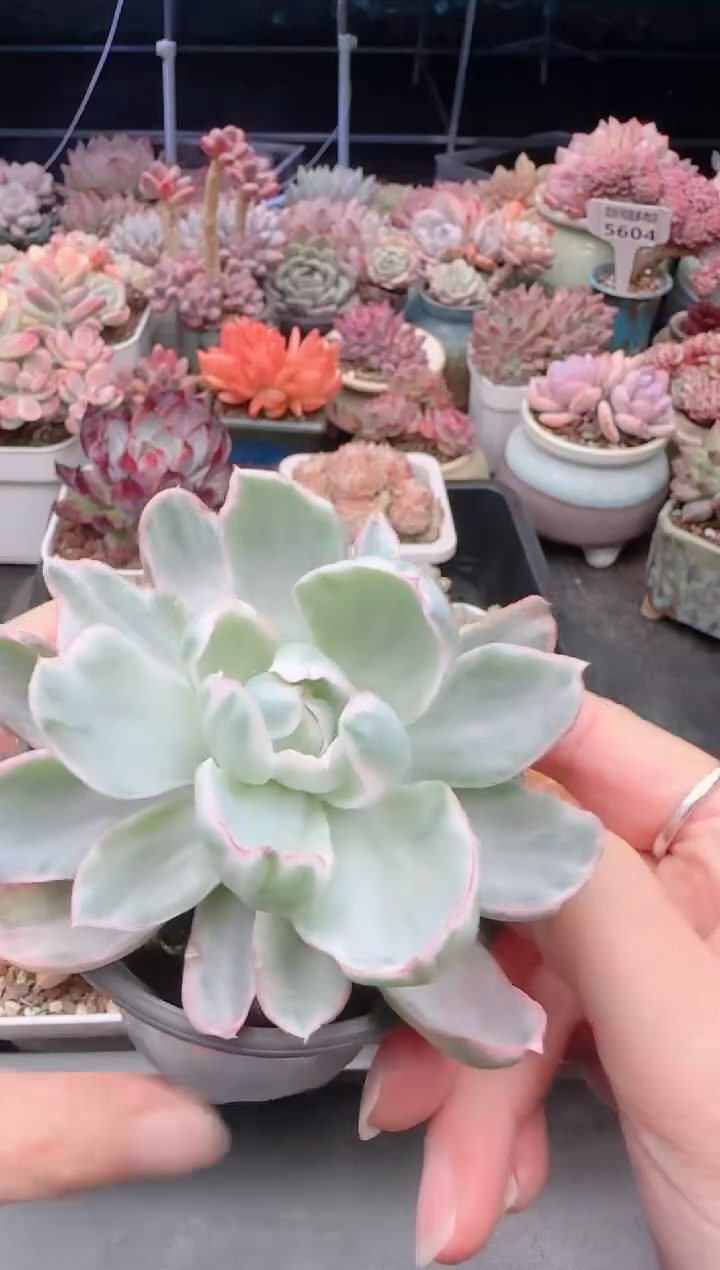 【闪购商品】5837.