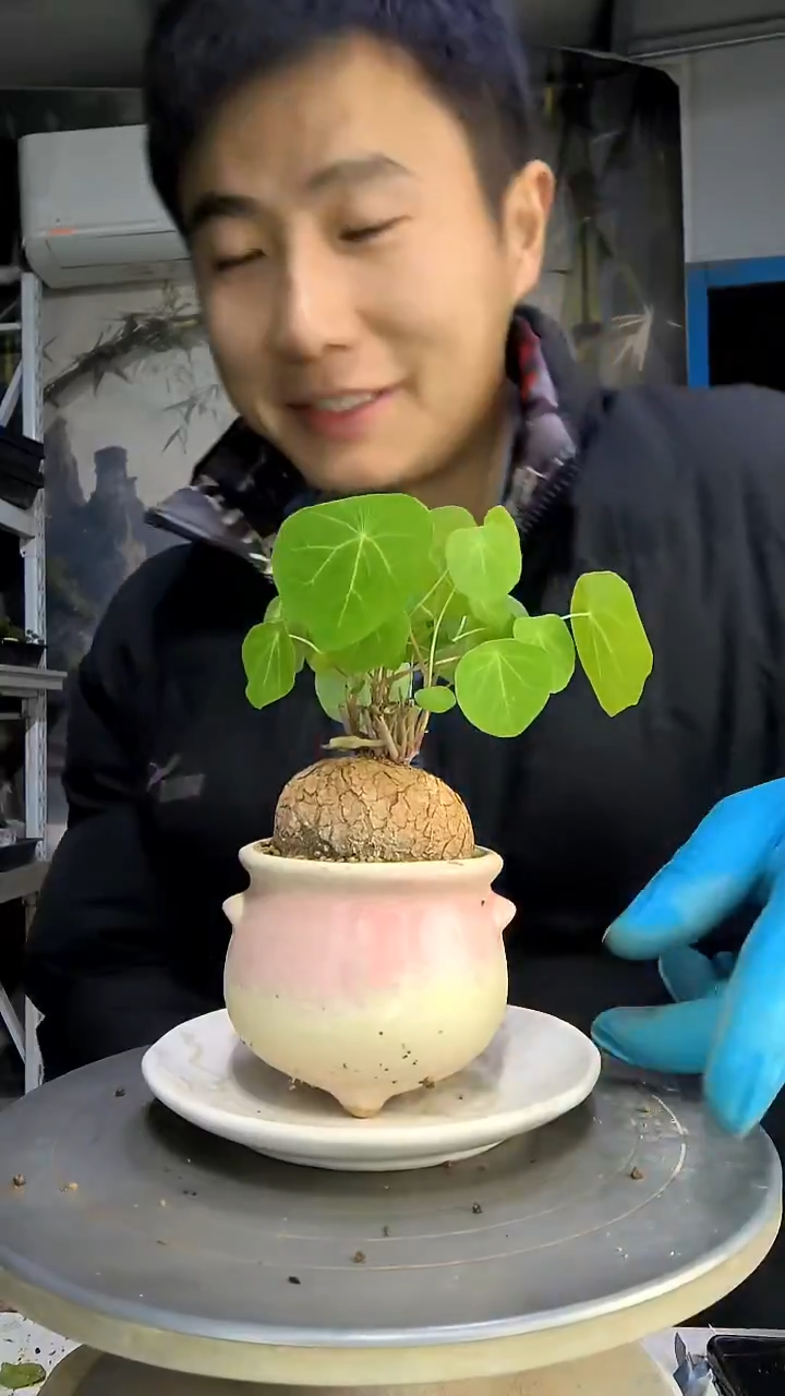 桃**夭中青园艺一物一拍179