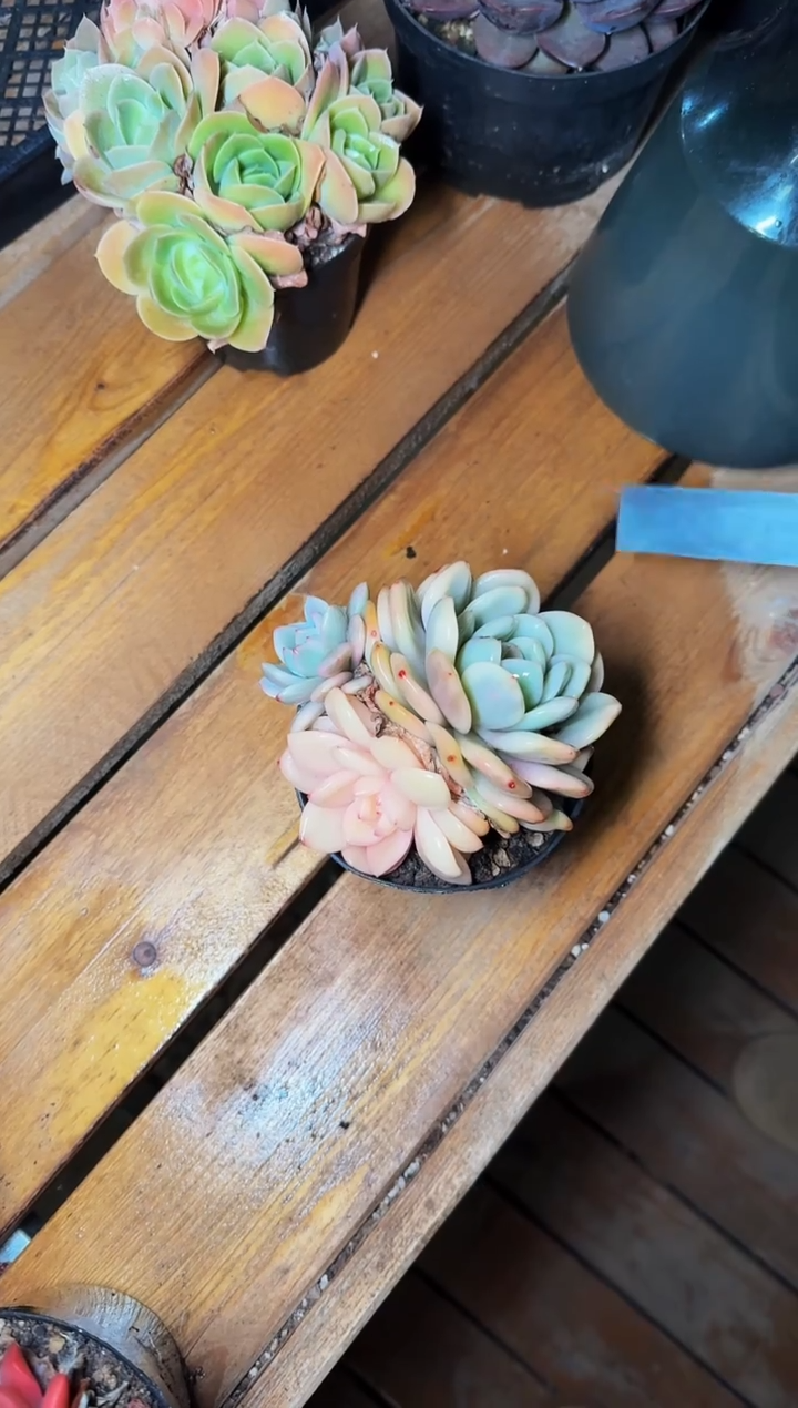 80#梦露覆轮阴阳锦（8-12cm）脱土