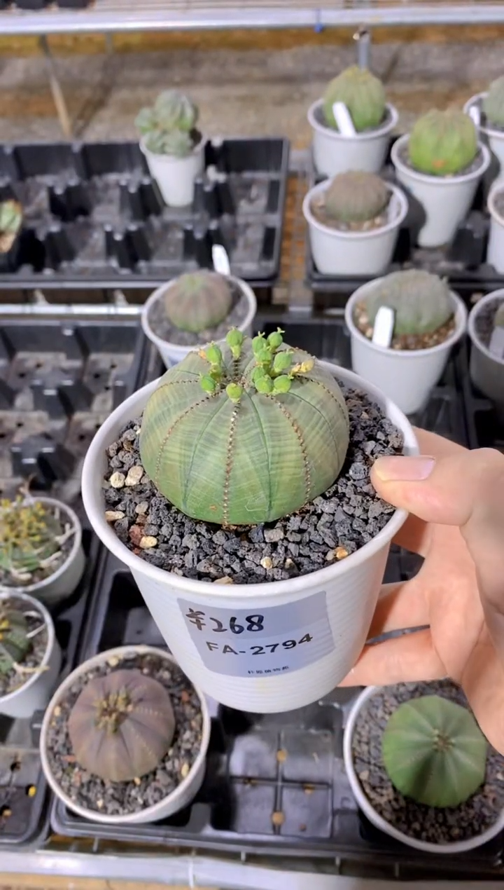 【闪购商品】布纹球FA-2794