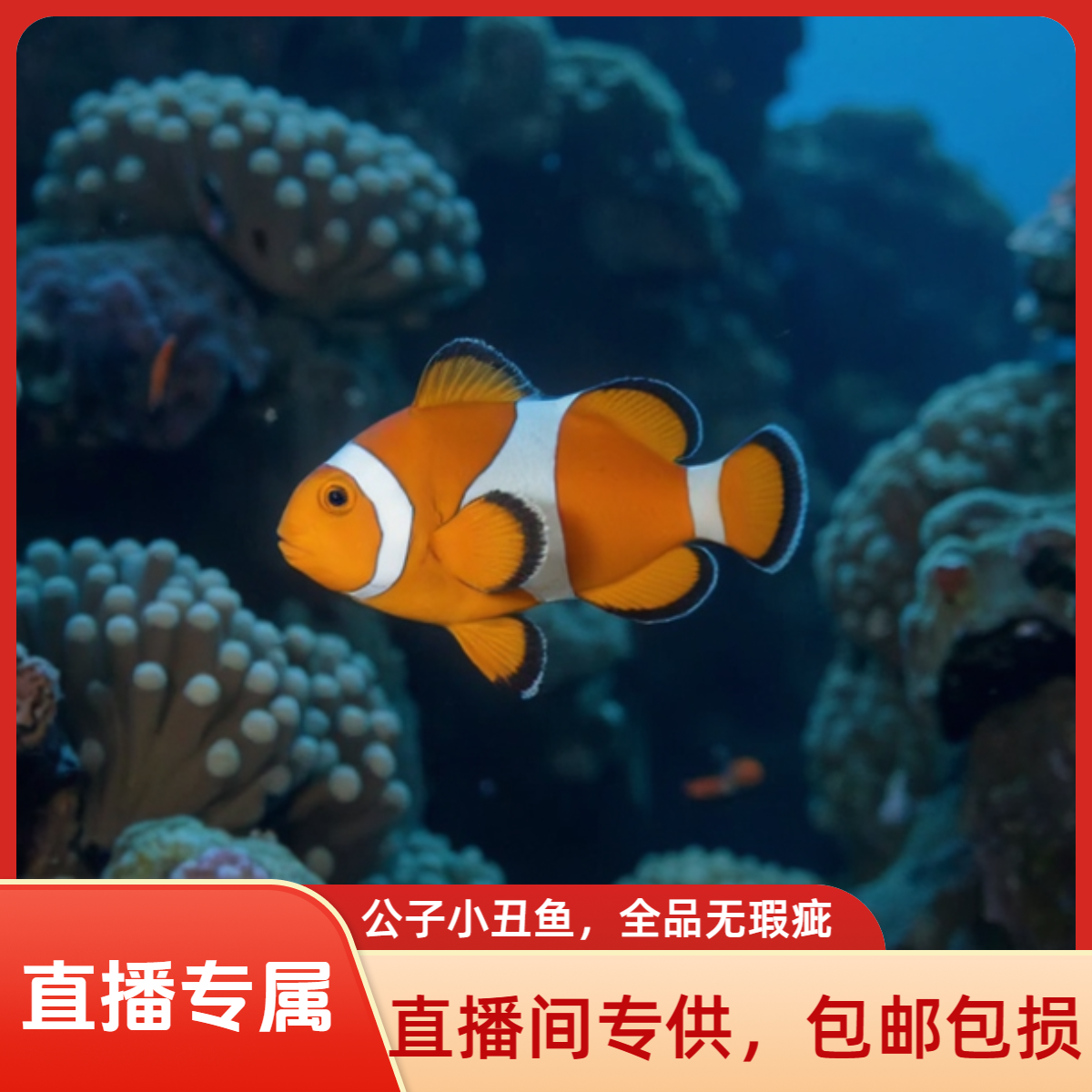 直播专属断纹开腮小丑鱼随机发货