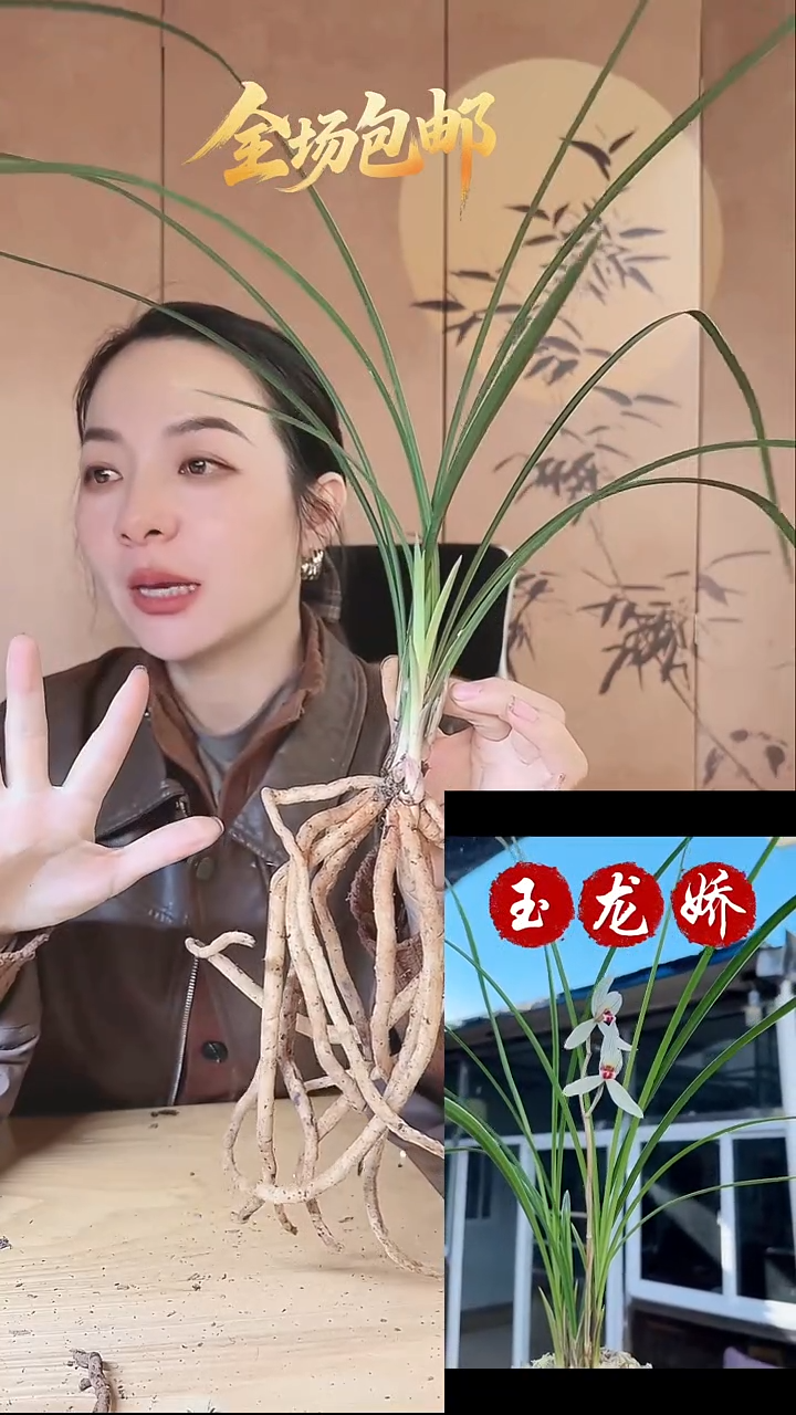 当前无花栽培后可以开花：玉龙娇