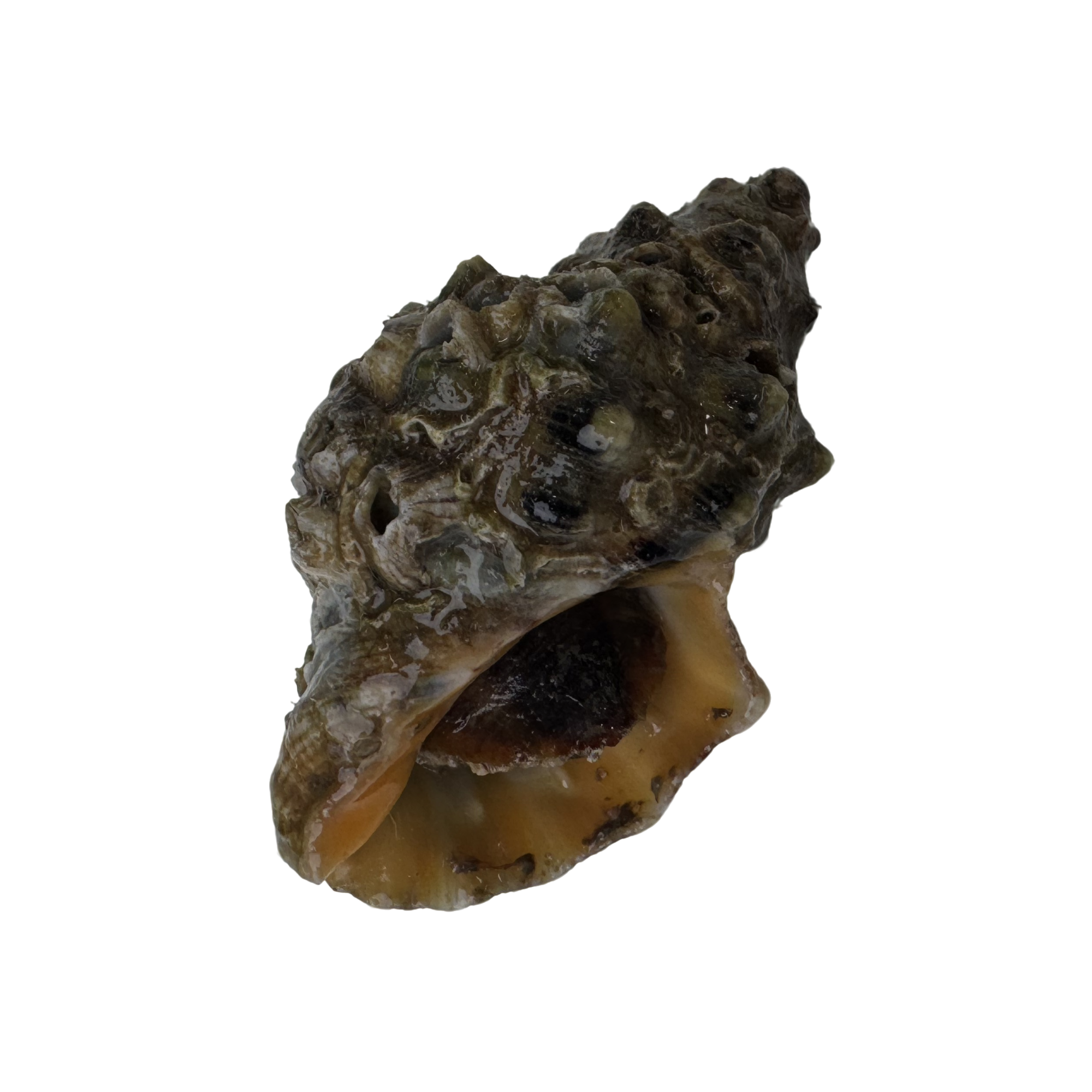 【鲜活苦螺】上街弟推荐肉质鲜甜 肥美 海螺海鲜福州发货