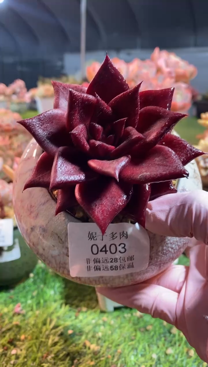 【闪购商品】0403a