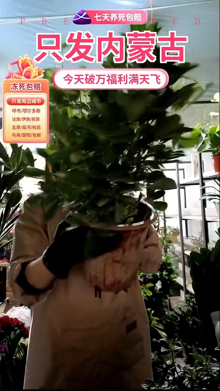 完全开放鸭脚木中颗