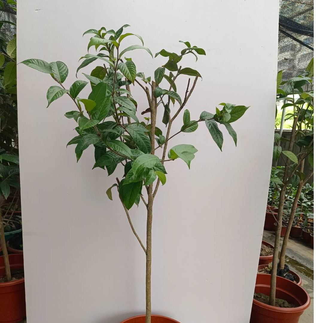 毛瓣金花茶原生苗木（13年）