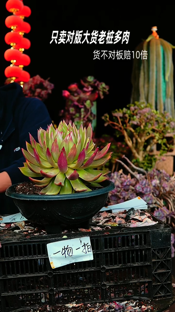 【闪购商品】106号弗兰克