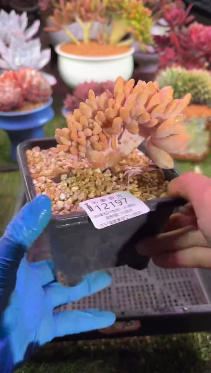 【闪购商品】12197