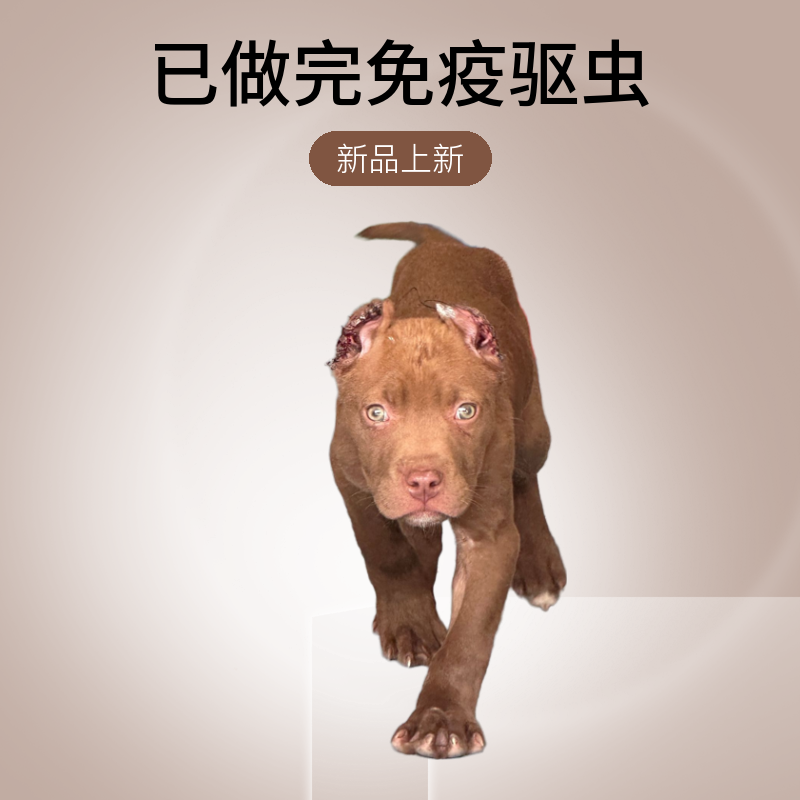 比特狗狗幼犬链接比特犬