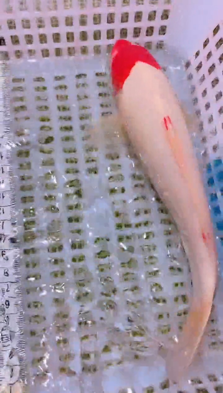 锦鲤冷水观赏鱼全场包邮185