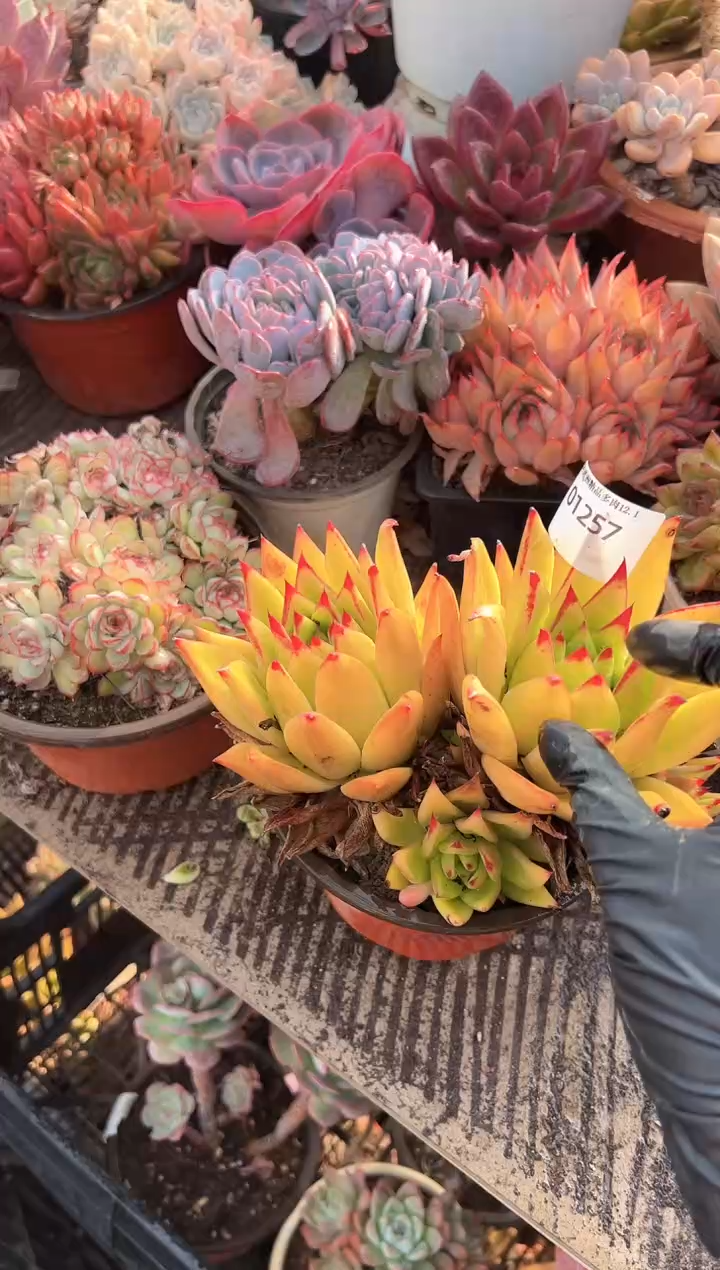 铁*多肉植物一物一拍01257