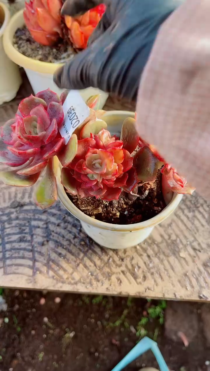 飘跃跃精品多肉02039