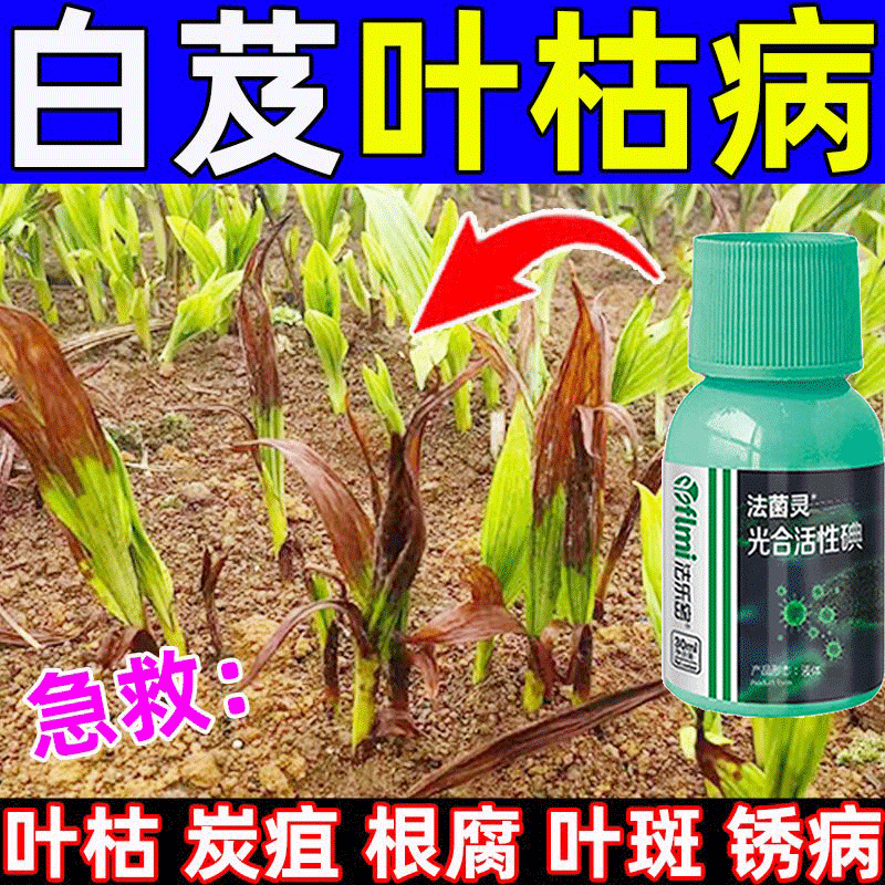 白芨病害清白芨黑斑软腐病炭疽病叶枯灰霉病根腐黄锈病专用叶面肥