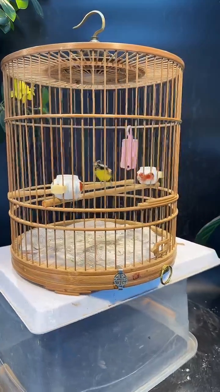 49号  点子养笼  0元起拍