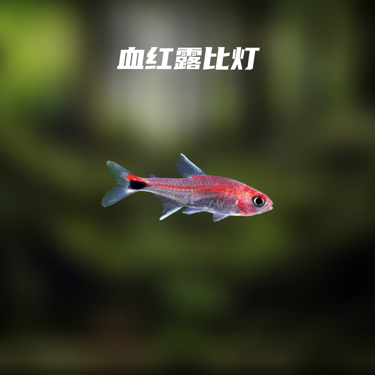 鱼漪水族 血红露比灯