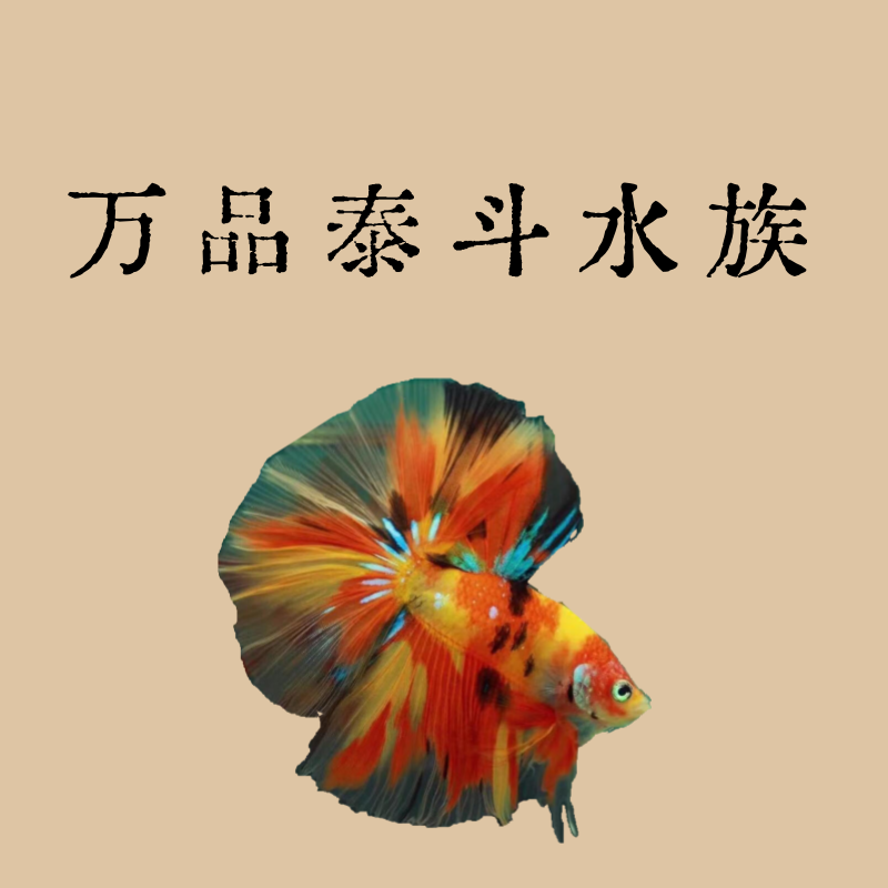 E1（1-24）泰国斗鱼精品鱼小型热带观赏鱼【直播间选鱼】
