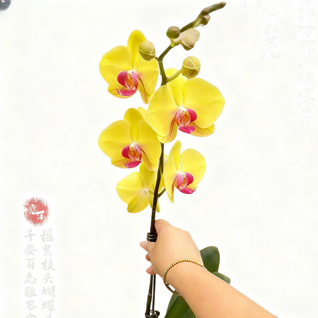 画鲜【帝皇】超稀有荷兰安祖欧品蝴蝶兰带花