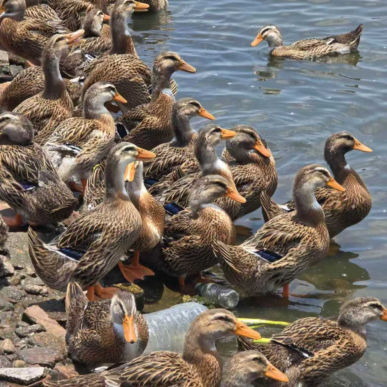 宠物鸭农家散养麻鸭蛋鸭青年鸭京东包邮