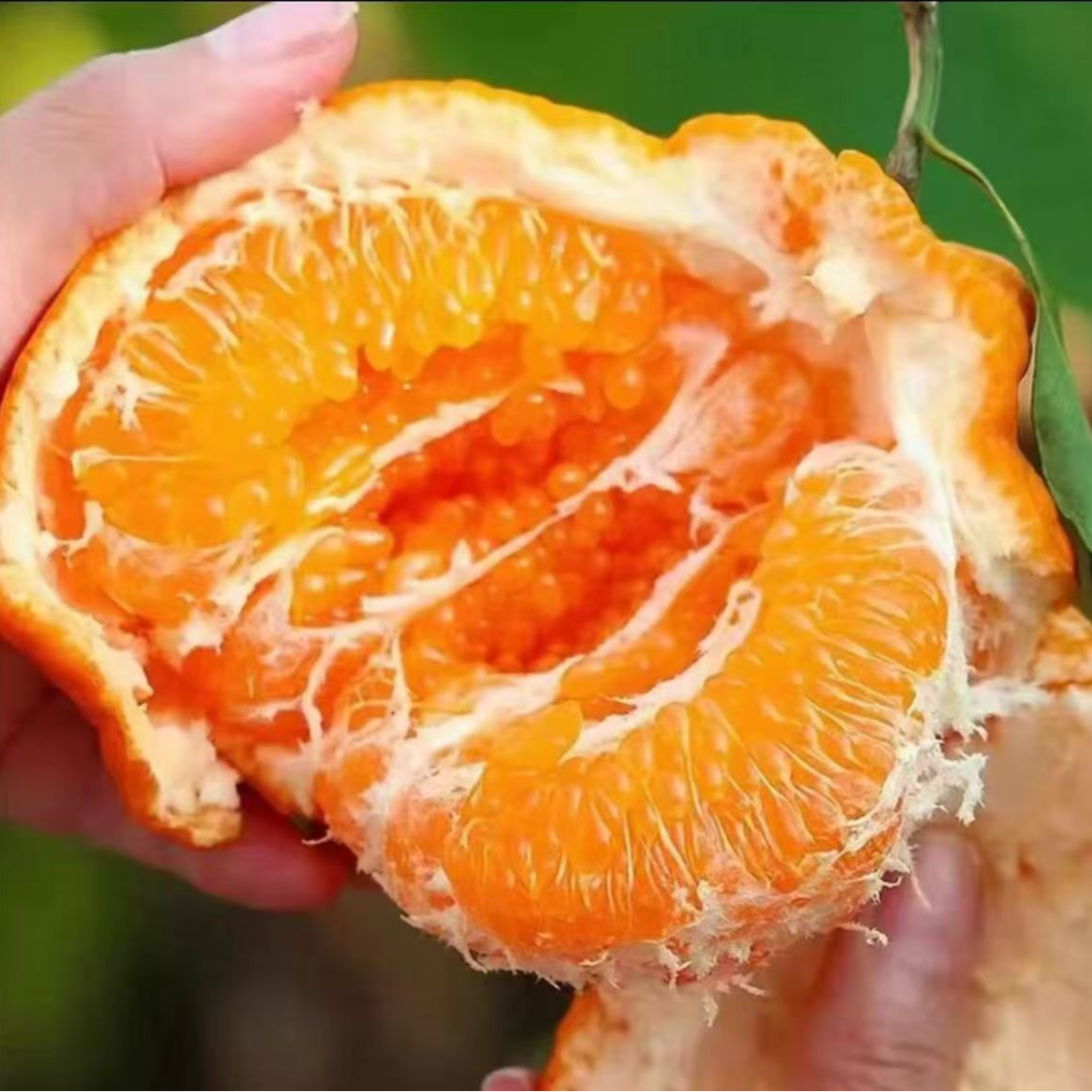 四川柑橘耙耙柑橘子新鲜头茬大果源头直发