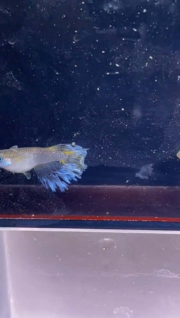 青鳉鱼观背青鳉一物一拍9