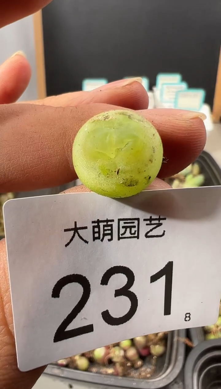 【闪购商品】++++231