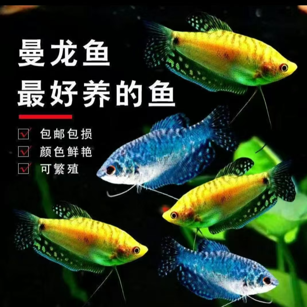 曼龙活体中小型热带观赏鱼淡水鱼好养生态耐活