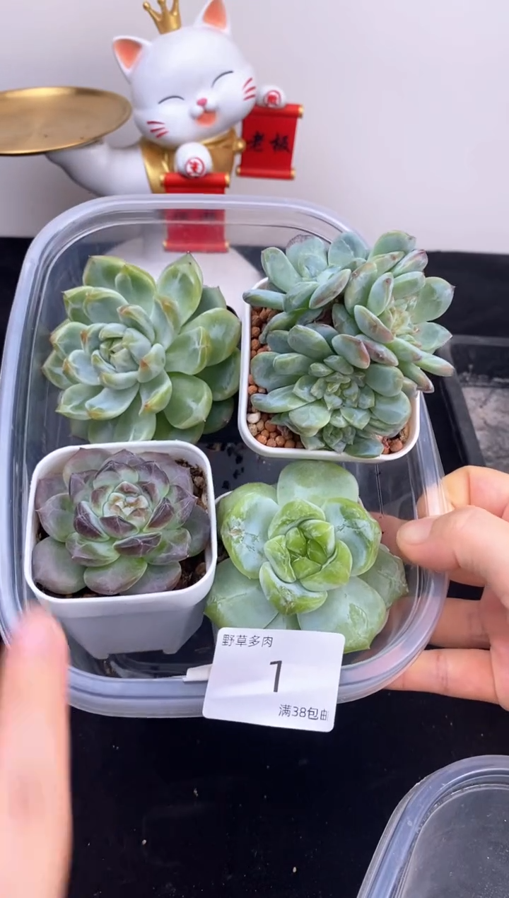 4棵一组一组包邮1号